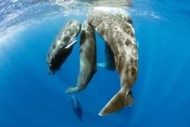 Cá voi nhà táng vây quanh con cá voi mẹ có tên Rounder ngoài khơi vùng biển Dominica vào tháng 7/2023. (Ảnh: nationalgeographic)