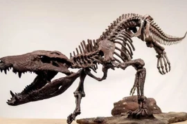 Hình in 3D phiên bản xương hóa thạch của khủng long K.atrox được tìm thấy tại Argentina. (Nguồn: CNN)