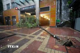 Cây đổ trong gió lớn do ảnh hưởng của bão Wipha tại Hong Kong, Trung Quốc. (Ảnh: THX/TTXVN)
