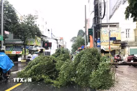 (Ảnh minh họa. Nguyễn Văn Việt/TTXVN)