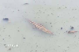 Cá sấu xuất hiện trên kênh gây bất an cho người dân. (Ảnh: TTXVN phát)