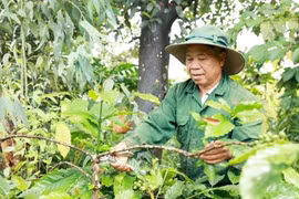 Ông Điểu Ká chăm sóc càphê, loại cây công nghiệp có giá trị cao và giúp nhiều hộ dân M’Nông thoát nghèo.