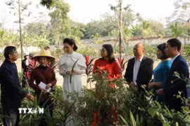 Du khách tham quan "Vườn thuốc đời người" trong Tour du lịch tìm về cội nguồn. (Ảnh: Hải Yến/TTXVN)