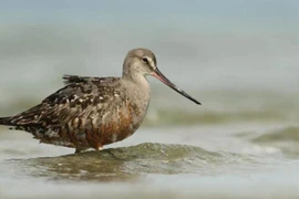 Loài choắt Hudson. (Ảnh: AFP)