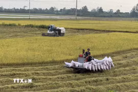 Nông dân An Giang thu hoạch lúa trong Đề án 1 triệu ha lúa chất lượng cao, phát thải thấp. (Ảnh: Thanh Sang/TTXVN)