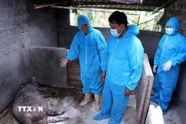 Từ ngày 1/7 đến hết ngày 22/7, tại Thái Nguyên đã xảy ra bệnh dịch tả lợn châu Phi trên đàn lợn tại 43 xã, phường. Ảnh minh họa. (Ảnh: Thanh Hải/TTXVN)