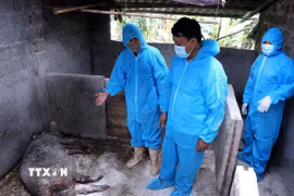 Ban Chỉ đạo phòng, chống dịch xã Thung Nai, Phú Thọ, kiểm đếm thống kê số lượng lợn chết do dịch. (Ảnh: PV/TTXVN)