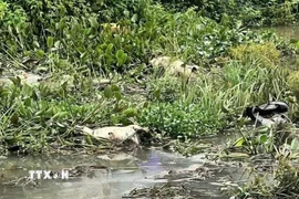 Xác lợn bị vứt tại khu vực suối Hội Phú, phường Hội Phú, tỉnh Gia Lai. (Ảnh: Hồng Điệp/TTXVN)