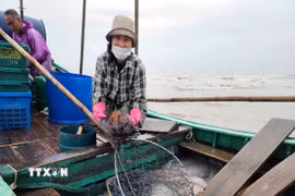 Ngư dân đánh bắt sứa biển. (Ảnh: Công Tường/TTXVN)
