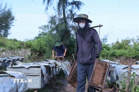 Người thợ gánh cầu ong từ các thùng ong về để lấy mật. (Ảnh: Công Luật/TTXVN)