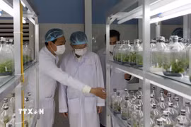 Phòng thí nghiệm của Trung tâm công nghệ sinh học thành phố Đà Nẵng. (Ảnh: Văn Dũng/TTXVN)