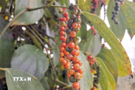 Hồ tiêu. (Ảnh: Hưng Thịnh/TTXVN)