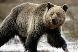 (Ảnh minh họa. Nguồn: skynews)