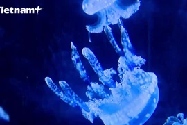 Độc đáo thú nuôi sứa cảnh mini đủ màu sắc