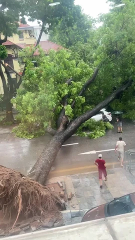 Cây đổ đè trúng nhiều xe con ở phố Trần Phú trong trận mưa lớn tại Hà Nội