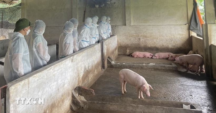 Ảnh minh họa. (Nguồn: TTXVN)