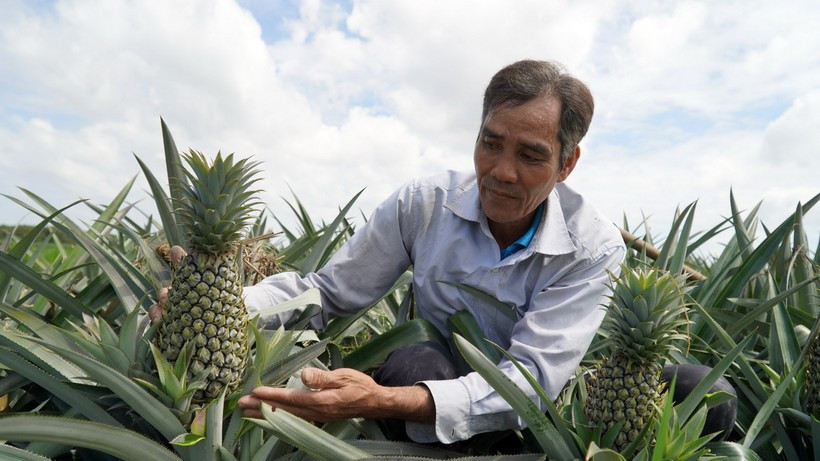 Ngành dứa Việt Nam đang đứng trước cơ hội lớn để trở thành mặt hàng nông sản chủ lực, mang lại giá trị kinh tế cao. (Ảnh: Văn Sĩ/TTXVN)