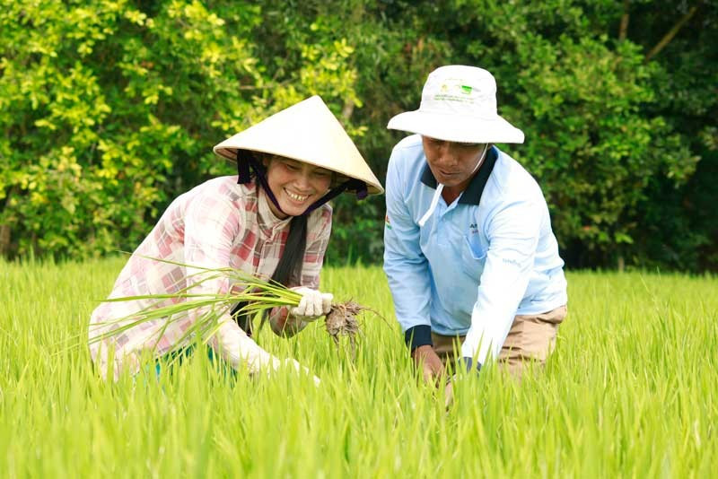 Nông dân kiểm tra ruộng lúa. (Ảnh: PV/Vietnam+)