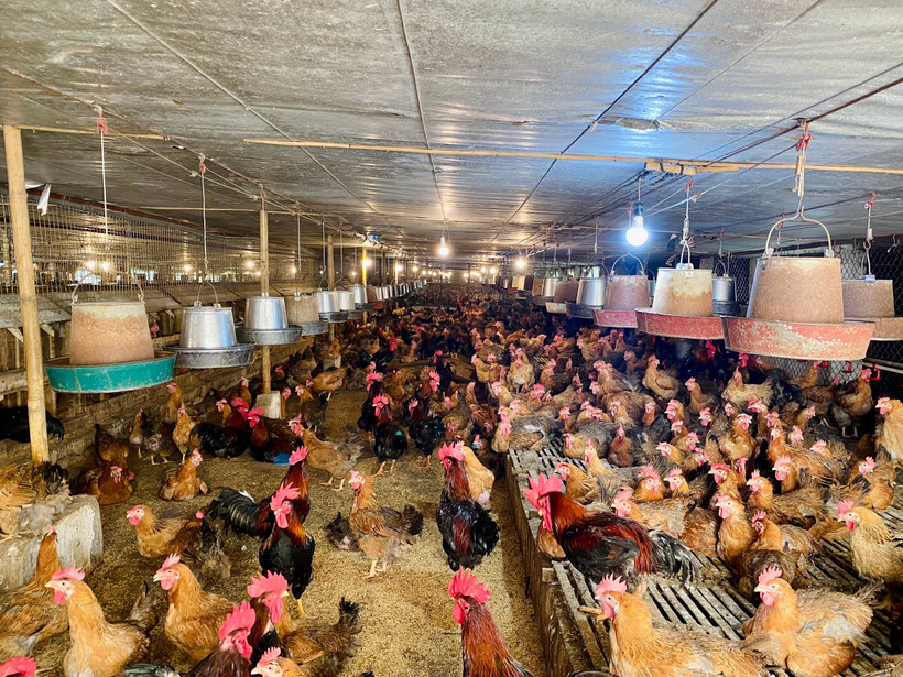 Theo Bộ Nông nghiệp và Môi trường, Lạng Sơn và Quảng Ninh cần tổ chức thống kê số liệu, kiểm soát động vật của địa phương. (Ảnh: PV/Vietnam+)