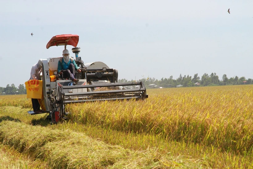 Thủ tướng yêu cầu Bộ Nông nghiệp và Môi trường phối hợp với các địa phương chủ động cung cấp thông tin đầy đủ về sản lượng, mùa vụ thu hoạch các loại nông sản tại các địa phương và vùng nguyên liệu. (Ảnh: PV/Vietnam+)