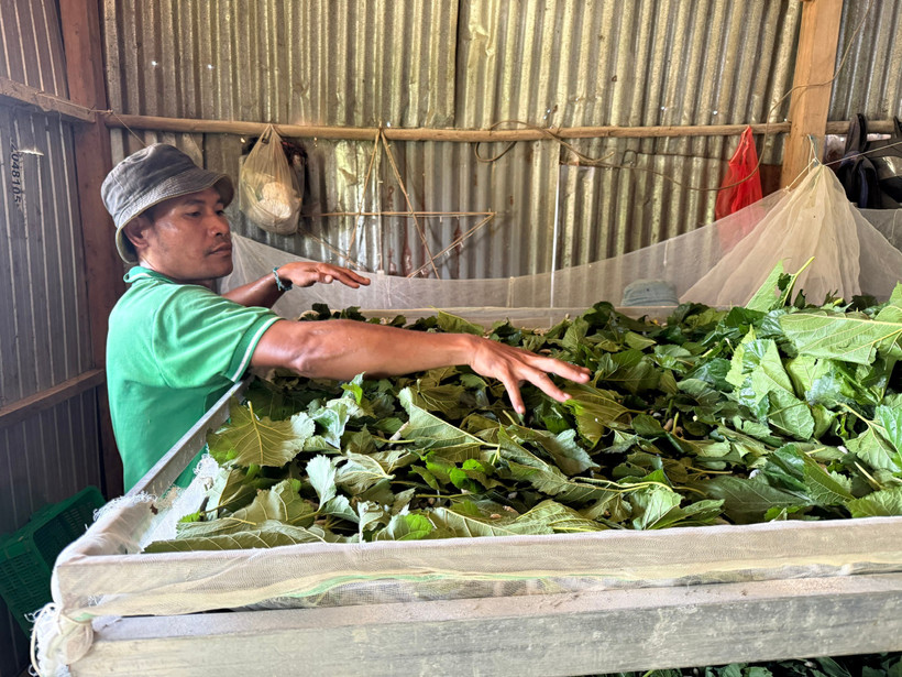Trồng dâu nuôi tằm là một trong những mô hình sinh kế giúp người dân giảm nghèo hiệu quả. (Ảnh: PV/Vietnam+)