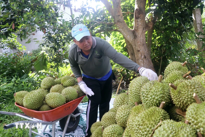 Người dân thu hoạch sầu riêng Ri6. (Ảnh: Thu Hiền/ TTXVN)