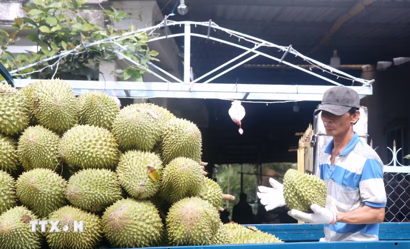 Thu hoạch sầu riêng sắp vào chính vụ. (Ảnh: Thu Hiền/TTXVN)