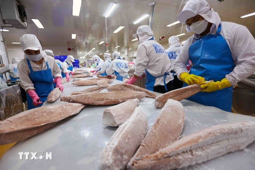 Khuyến khích, hỗ trợ doanh nghiệp đầu tư chế biến sâu để đẩy mạnh xuất khẩu Phân loại, chế biến sản phẩm cá ngừ đại dương xuất khẩu. (Ảnh: Vũ Sinh/TTXVN)