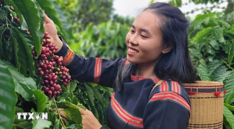 Thu hoạch cà phê được trồng bằng phương pháp hữu cơ. (Ảnh: Hồng Điệp/TTXVN)