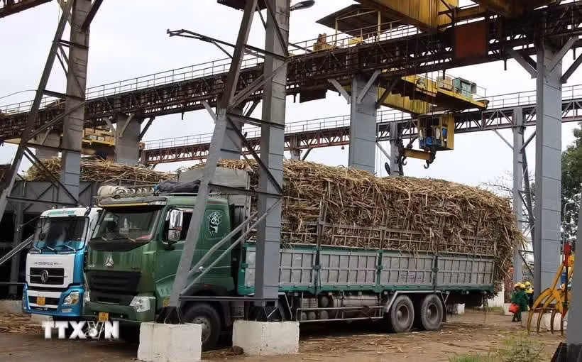 Biện pháp phòng vệ thương mại không chỉ góp phần nâng cao năng lực cạnh tranh của ngành đường trong nước mà còn giúp khôi phục vùng nguyên liệu, cải thiện thu nhập cho người trồng mía.(Ảnh: Tường Quân/TTXVN)