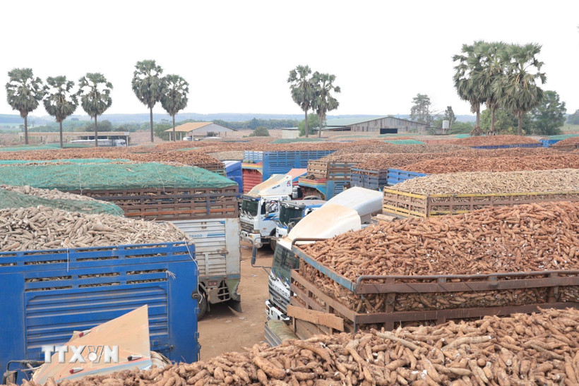 Hàng trăm xe chở sắn tươi ùn ứ tại Cửa khẩu Chàng Riệc. (Ảnh: Thanh Tân/TTXVN)