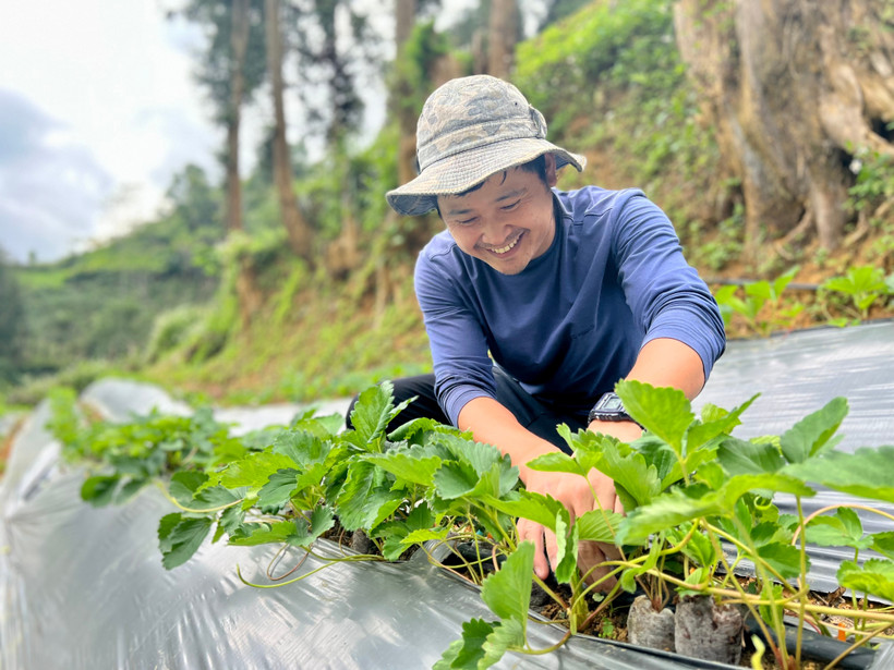 Một lao động hộ nghèo tại Lào Cai đã thoát nghèo và phát triển thành công mô hình trồng dâu tây sau khi đi làm việc ở Hàn Quốc trở về nước. (Ảnh: PV/Vietnam+)