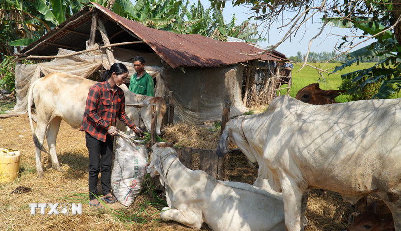 Các chính sách giảm nghèo được triển khai toàn diện, bao gồm tín dụng ưu đãi, dạy nghề. (Nguồn: TTXVN)