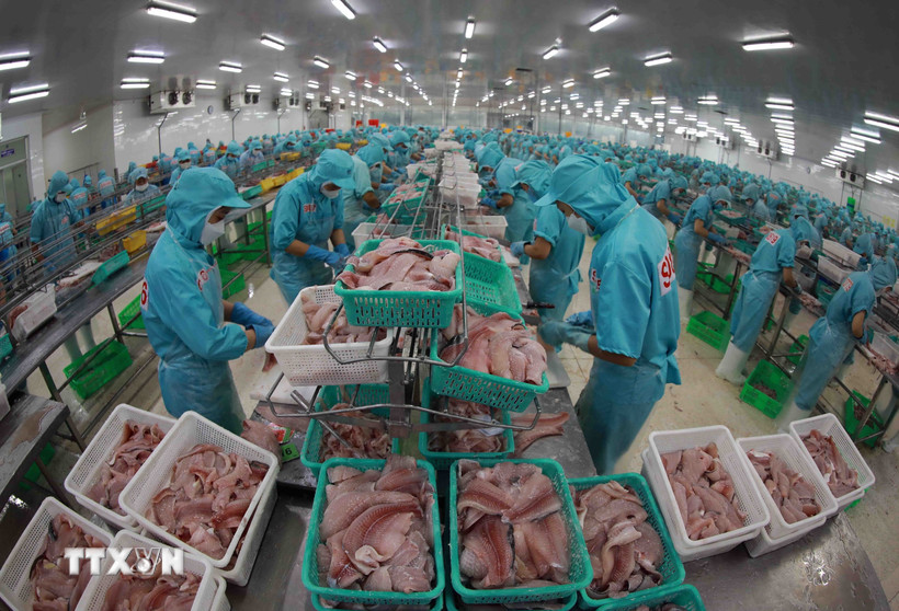 Chế biến cá tra xuất khẩu tại nhà máy của tập đoàn Sao Mai (An Giang). (Ảnh: Vũ Sinh/TTXVN)