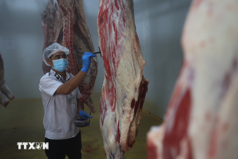 Cán bộ Thú y kiểm tra quy trình, đóng dấu kiểm soát giết mổ. (Ảnh: Thanh Tân/TTXVN)