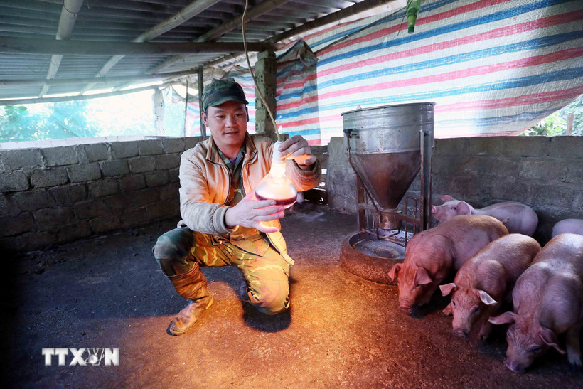 Nông dân ở Sơn La lắp bóng điện sưởi ấm cho đàn lợn của gia đình vào những ngày giá rét. (Ảnh: Quang Quyết/TTXVN)