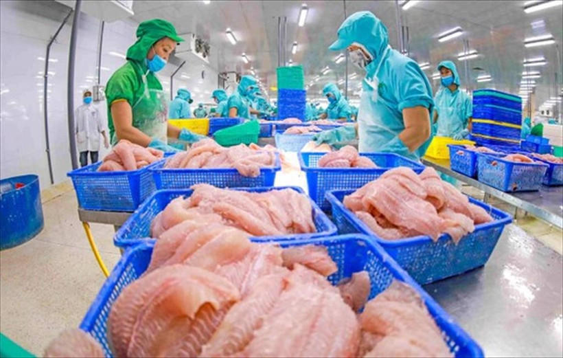 Chế biến cá tra xuất khẩu. (Ảnh: PV/Vietnam+)