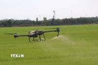 Thiết bị bay không người lái phun thuốc bảo vệ thực vật trên cánh đồng lúa xã Tân Nghĩa, huyện Cao Lãnh, Đồng Tháp. (Ảnh: Nguyễn Văn Trí/TTXVN)