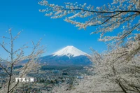 Vẻ đẹp của hoa anh đào và núi Phú Sĩ. (Ảnh: Xuân Giao/TTXVN)