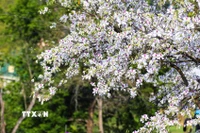 Hoa ban khoe sắc khắp phố phường Điện Biên. (Ảnh: Phan Quân/TTXVN)