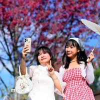 Du khách chụp ảnh với hoa mai anh đào tại khu du lịch Pha Đin Top, tỉnh Sơn La. (Ảnh: Quang Quyết/TTXVN)