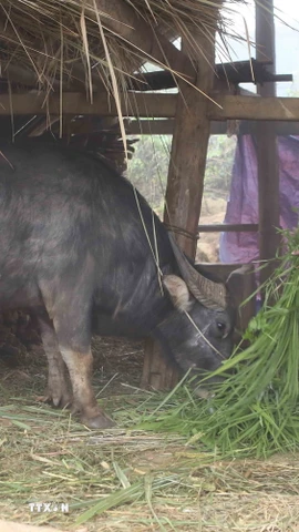 Ảnh minh họa. (Nguồn: TTXVN)