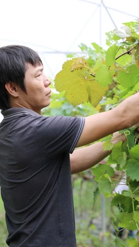 Nhờ nguồn vốn của Ngân hàng chính sách, anh Nguyên Văn Thanh, khu Ngọc Đồng, xã Thục Luyện, huyện Thanh Sơn đã có thu nhập 140 triệu đồng/năm từ việc trồng, chăm sóc cây Nho xạ đen. (Ảnh: Tạ Toàn/TTXVN)