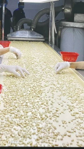 Chế biến điều xuất khẩu. (Nguồn: TTXVN)
