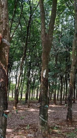 Người dân chăm sóc cây cao su. (Ảnh: K GỬIH/TTXVN)