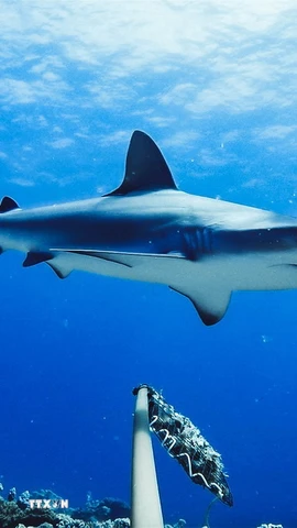 Ảnh minh họa. (Nguồn: TTXVN)