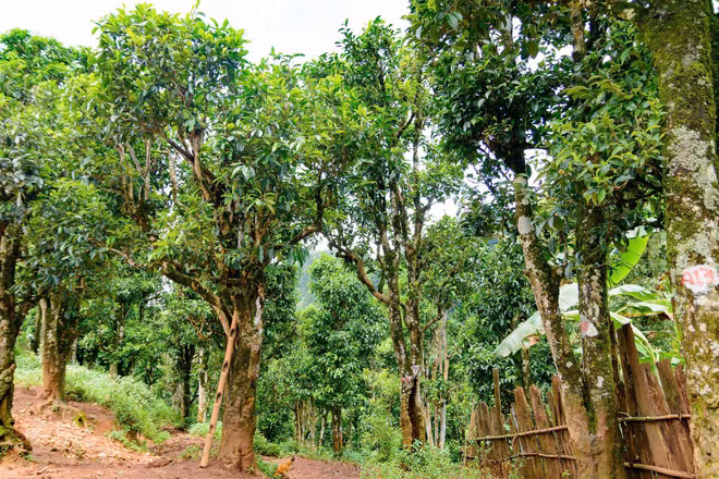 linh-2.jpg