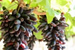 Giống nho Ngón tay đen không hạt trồng tại Ninh Thuận có hình dáng và màu sắc quả bắt mắt. (Ảnh: Nguyễn Thành/TTXVN)