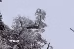 Băng giá xuất hiện tại các đỉnh Trống Páo Sang, Khau Phạ và Kháu Nha thuộc xã La Pán Tẩn; đỉnh Lùng Cúng thuộc xã Nậm Có (huyện Mù Cang Chải, Yên Bái). (Ảnh: TTXVN phát)