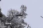 Băng giá xuất hiện tại các đỉnh Trống Páo Sang, Khau Phạ và Kháu Nha thuộc xã La Pán Tẩn; đỉnh Lùng Cúng thuộc xã Nậm Có (huyện Mù Cang Chải, Yên Bái). (Ảnh: TTXVN phát)